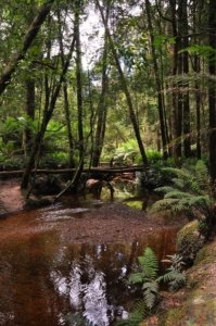 Hogarth Falls Strahan.008 11h13m52s2019 12 26 Hogarth Falls Strahan.008 11h13m52s2019 12 26