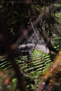 Hogarth Falls Strahan.010 11h19m31s2019 12 26 Hogarth Falls Strahan.010 11h19m31s2019 12 26