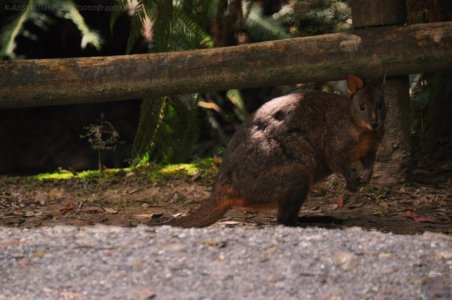 Hogarth Falls Strahan.019 11h37m34s2019 12 26 Hogarth Falls Strahan.019 11h37m34s2019 12 26