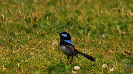 Strahan.029pz 10h59m33s2019 12 25 Strahan.029pz 10h59m33s2019 12 25