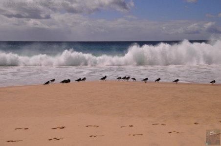 The Neck Bruny Island.018 09h10m52s2019 12 04 The Neck Bruny Island.018 09h10m52s2019 12 04