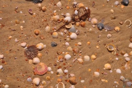 The Neck Bruny Island.020 09h18m39s2019 12 04 The Neck Bruny Island.020 09h18m39s2019 12 04