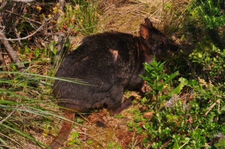 The Neck Bruny Island.045 10h03m16s2019 12 04 The Neck Bruny Island.045 10h03m16s2019 12 04