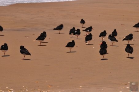 The Neck Bruny Island.050 10h54m12s2019 12 04 The Neck Bruny Island.050 10h54m12s2019 12 04