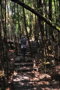 Creepy Cawly Trail.003 10h32m01s2020 01 15