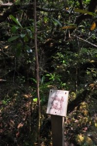Creepy Cawly Trail.007 10h33m50s2020 01 15