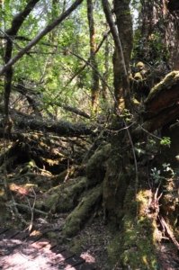 Creepy Cawly Trail.008 10h34m09s2020 01 15