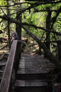 Creepy Cawly Trail.010 10h35m18s2020 01 15