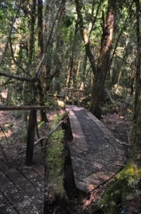 Creepy Cawly Trail.013 10h38m16s2020 01 15