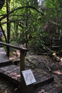 Creepy Cawly Trail.014 10h39m21s2020 01 15
