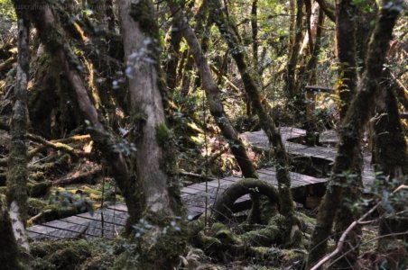 Creepy Cawly Trail.017 10h40m00s2020 01 15