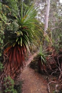 Lake Dobson.018 14h54m22s2020 01 22