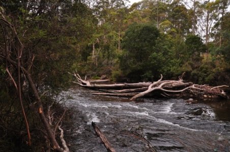Mount Field Campground and Surrounds.004 15h41m08s2020 01 20