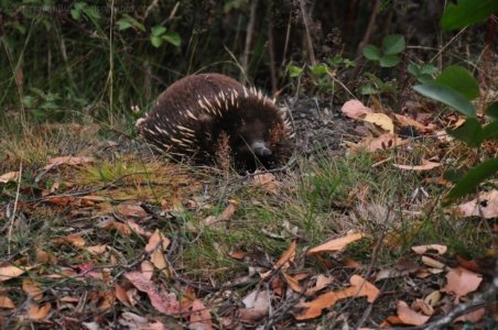 Mount Field Campground and Surrounds.025 16h09m12s2020 01 20
