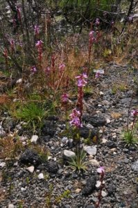 Summit of Gordon River Road.006 10h58m40s2020 01 19