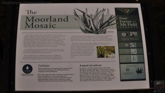 Wombat Moor.004 15h15m58s2020 01 22