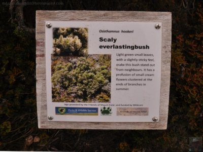 Wombat Moor.011 15h18m54s2020 01 22