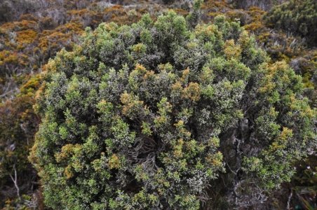 Wombat Moor.012 15h18m56s2020 01 22