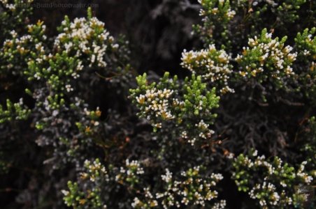 Wombat Moor.013 15h19m15s2020 01 22