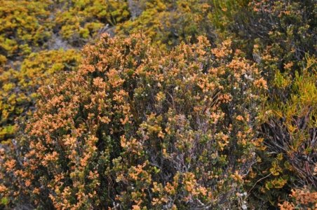 Wombat Moor.017 15h20m00s2020 01 22