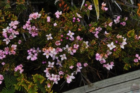 Wombat Moor.018 15h20m14s2020 01 22