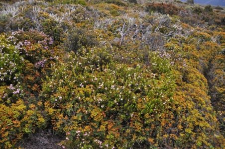 Wombat Moor.020 15h20m51s2020 01 22