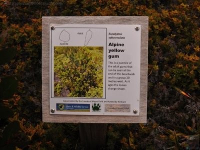 Wombat Moor.021 15h21m20s2020 01 22