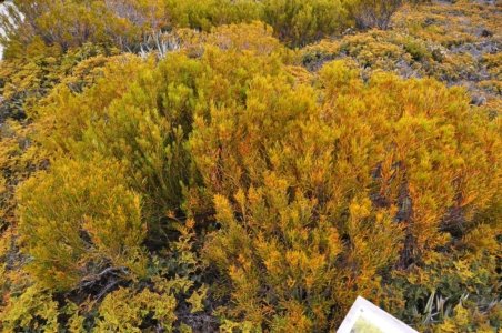 Wombat Moor.024 15h21m41s2020 01 22