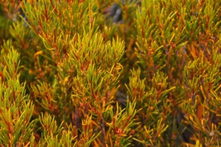 Wombat Moor.026 15h21m59s2020 01 22