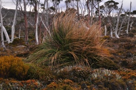 Wombat Moor.028 15h22m26s2020 01 22