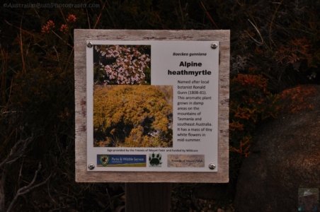 Wombat Moor.029 15h22m45s2020 01 22