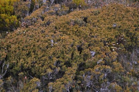 Wombat Moor.030 15h22m51s2020 01 22