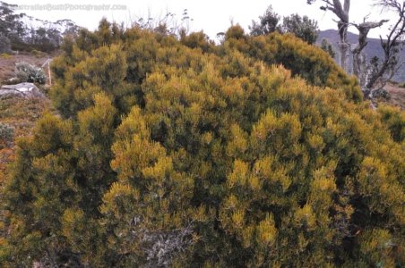 Wombat Moor.032 15h23m36s2020 01 22