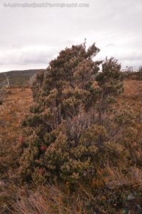 Wombat Moor.042 15h25m14s2020 01 22
