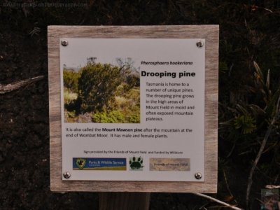 Wombat Moor.044 15h25m59s2020 01 22