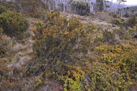Wombat Moor.045 15h26m03s2020 01 22