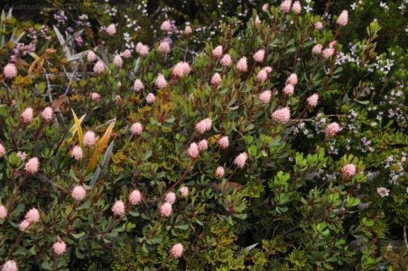 Wombat Moor.047 15h26m25s2020 01 22