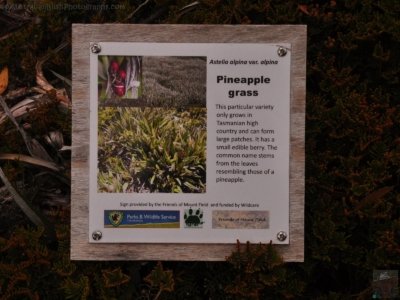 Wombat Moor.048 15h26m38s2020 01 22