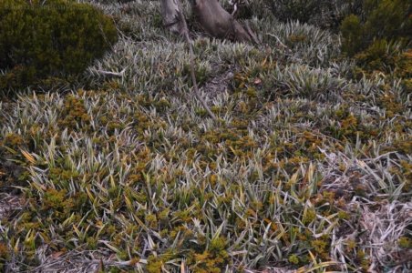 Wombat Moor.049 15h26m42s2020 01 22