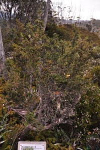 Wombat Moor.052 15h27m01s2020 01 22