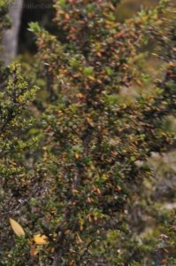 Wombat Moor.053 15h27m07s2020 01 22