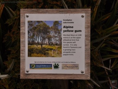 Wombat Moor.054 15h27m17s2020 01 22