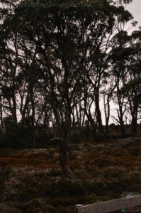 Wombat Moor.055 15h27m21s2020 01 22