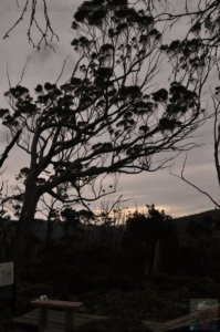 Wombat Moor.057 15h28m00s2020 01 22