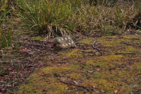 Craggy Peaks.006 15h00m29s2020 02 11 Craggy Peaks.006 15h00m29s2020 02 11