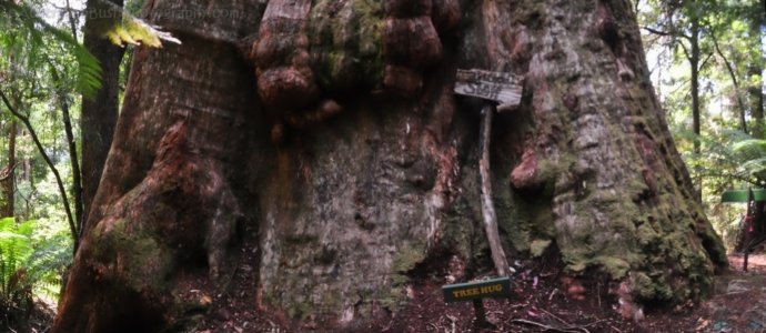 Gandalds Staff Hug Tree Gandalds Staff Hug Tree