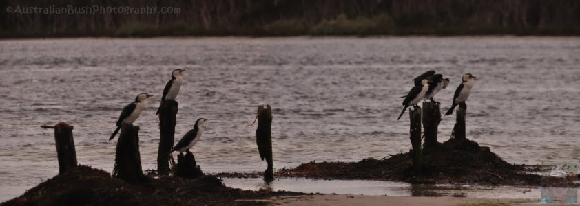 Little Pied Cormorants Little Pied Cormorants