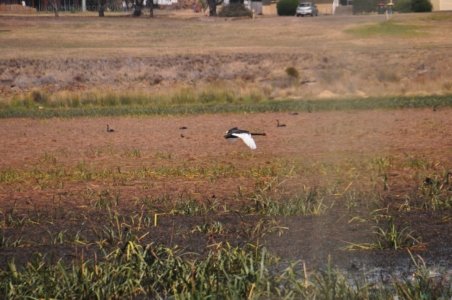 Oatlands2.024 12h39m34s2020 02 07 Oatlands2.024 12h39m34s2020 02 07