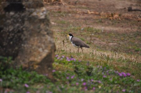 Oatlands2.033 14h00m21s2020 02 07 Oatlands2.033 14h00m21s2020 02 07