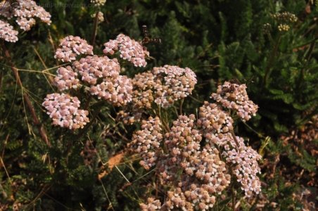 Oatlands2.054 14h52m26s2020 02 07 Oatlands2.054 14h52m26s2020 02 07